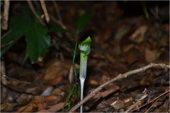 Arisaema leschenaultii